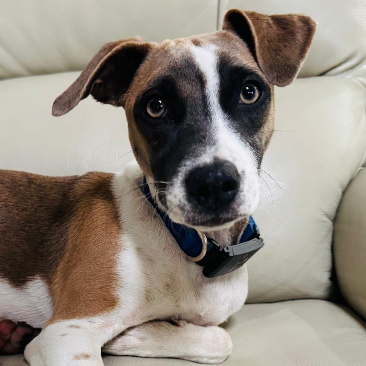 Enlarge Lola, a Adoptable mixed breed in Baltimore, MD image 1/6