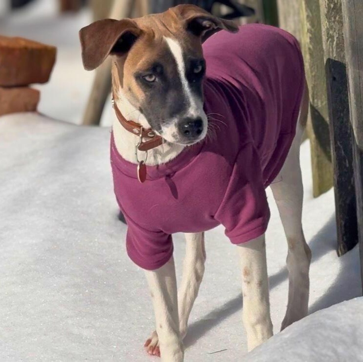 Enlarge Lola, a Adoptable mixed breed in Baltimore, MD image 4/6