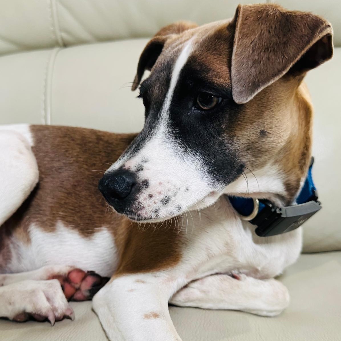 Enlarge Lola, a Adoptable mixed breed in Baltimore, MD image 6/6