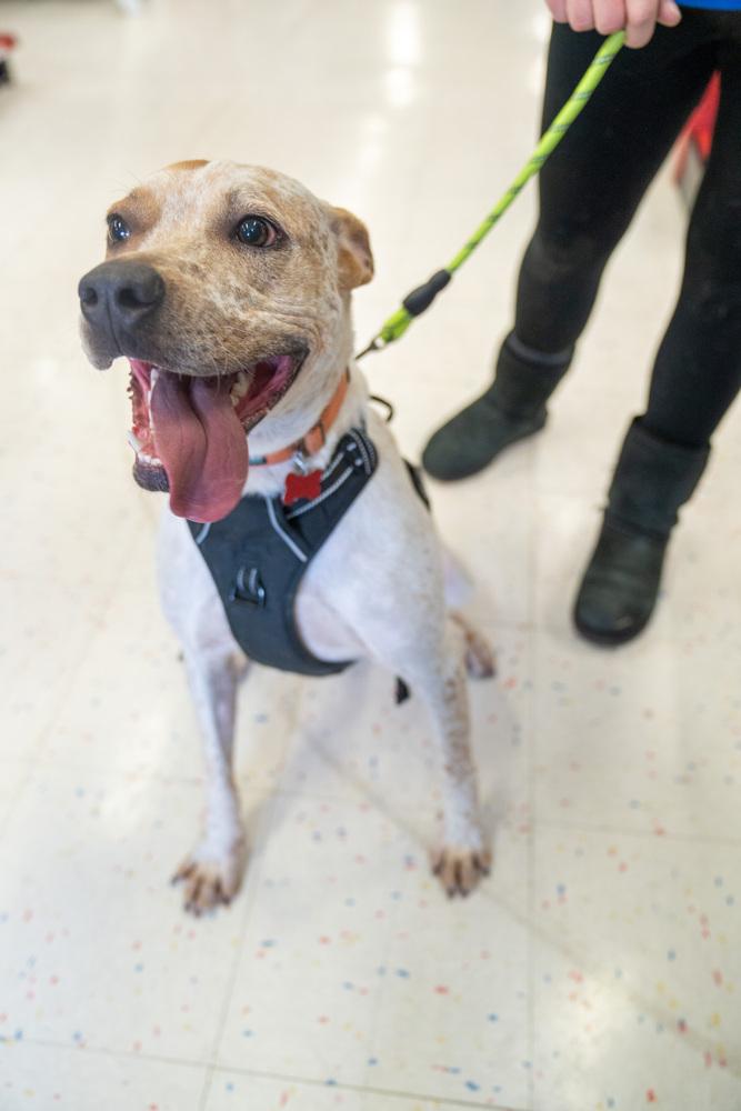 Jedidiah, Adoptable, Adult Male Pit Bull Terrier & Labrador Retriever.