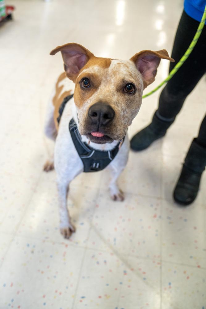 Enlarge Jedidiah, a Adoptable mixed breed in Colorado Springs, CO image 3/5