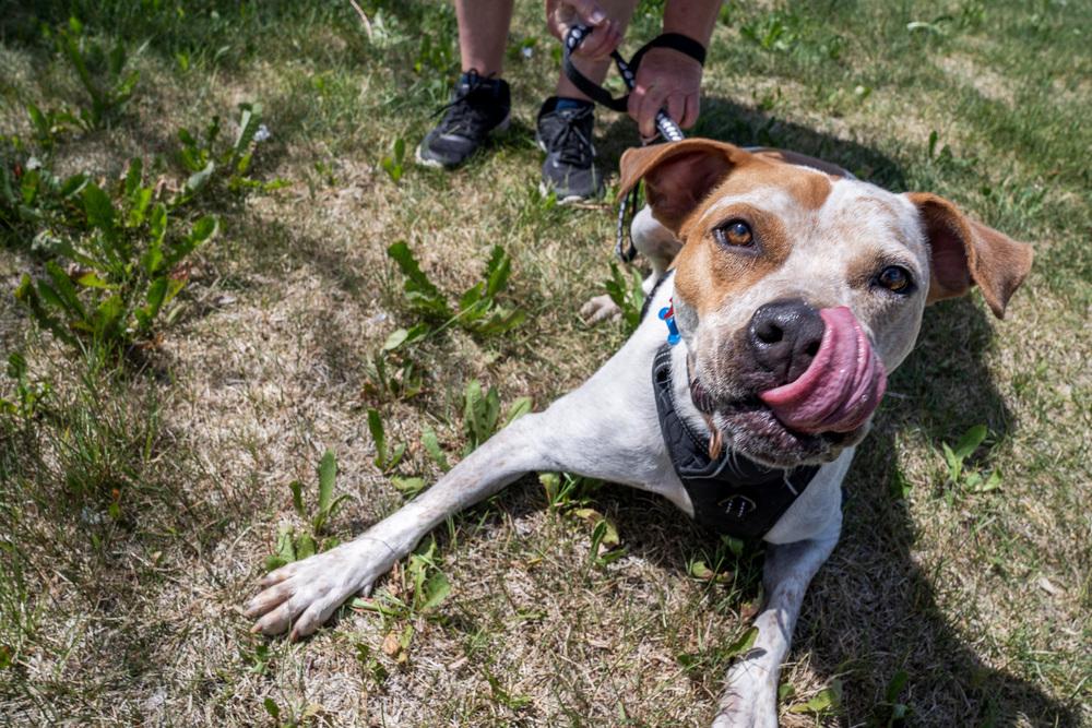 Enlarge Jedidiah, a Adoptable mixed breed in Colorado Springs, CO image 4/5