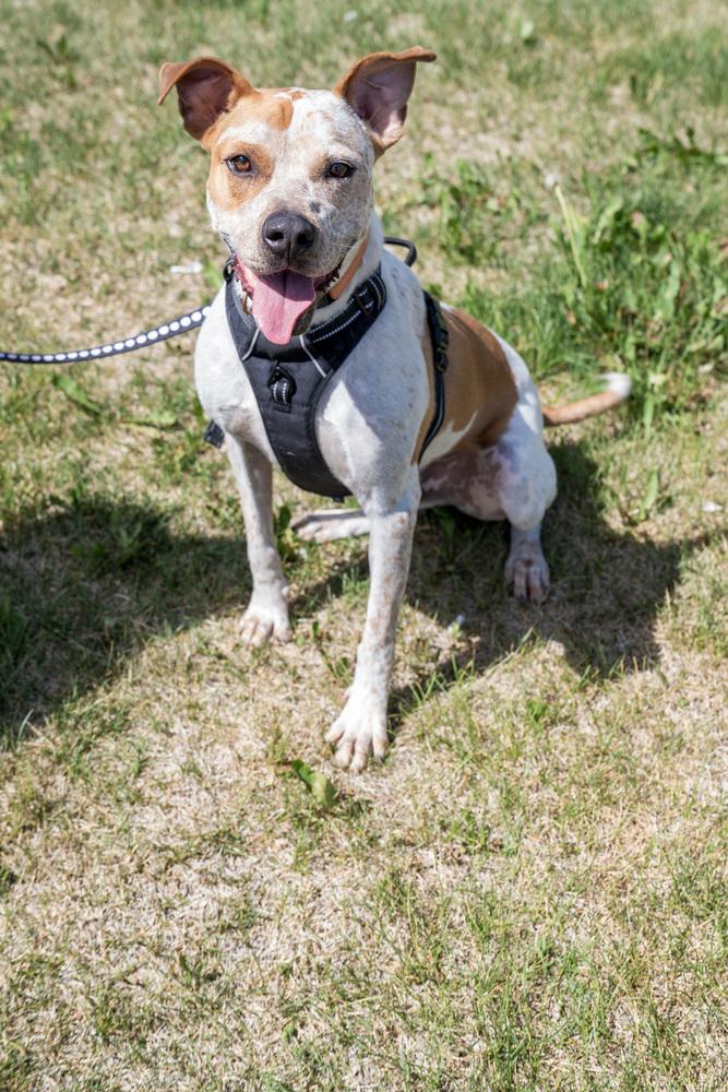 Enlarge Jedidiah, a Adoptable mixed breed in Colorado Springs, CO image 5/5