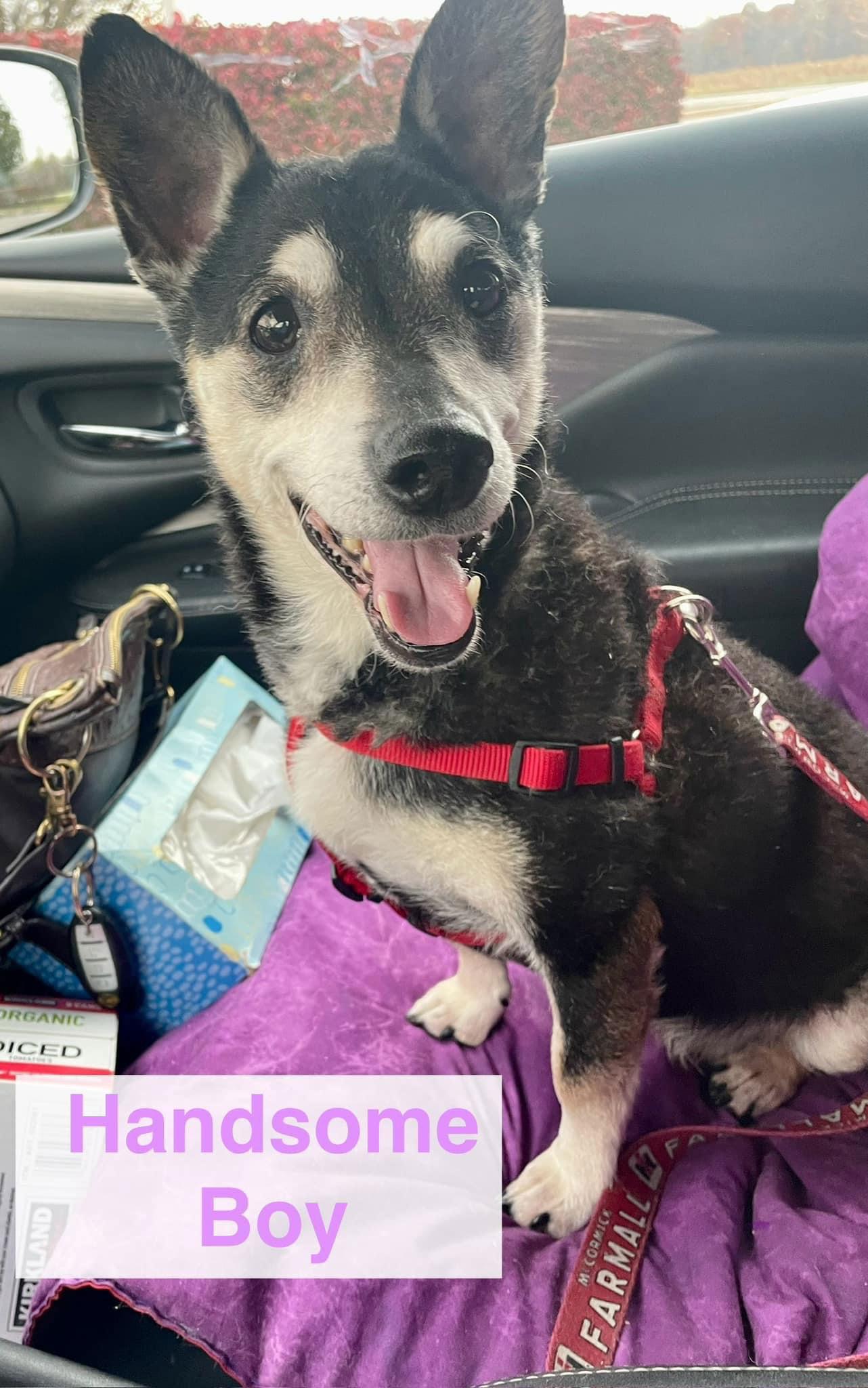 Benjamin Button, Adoptable, Senior Male Terrier.