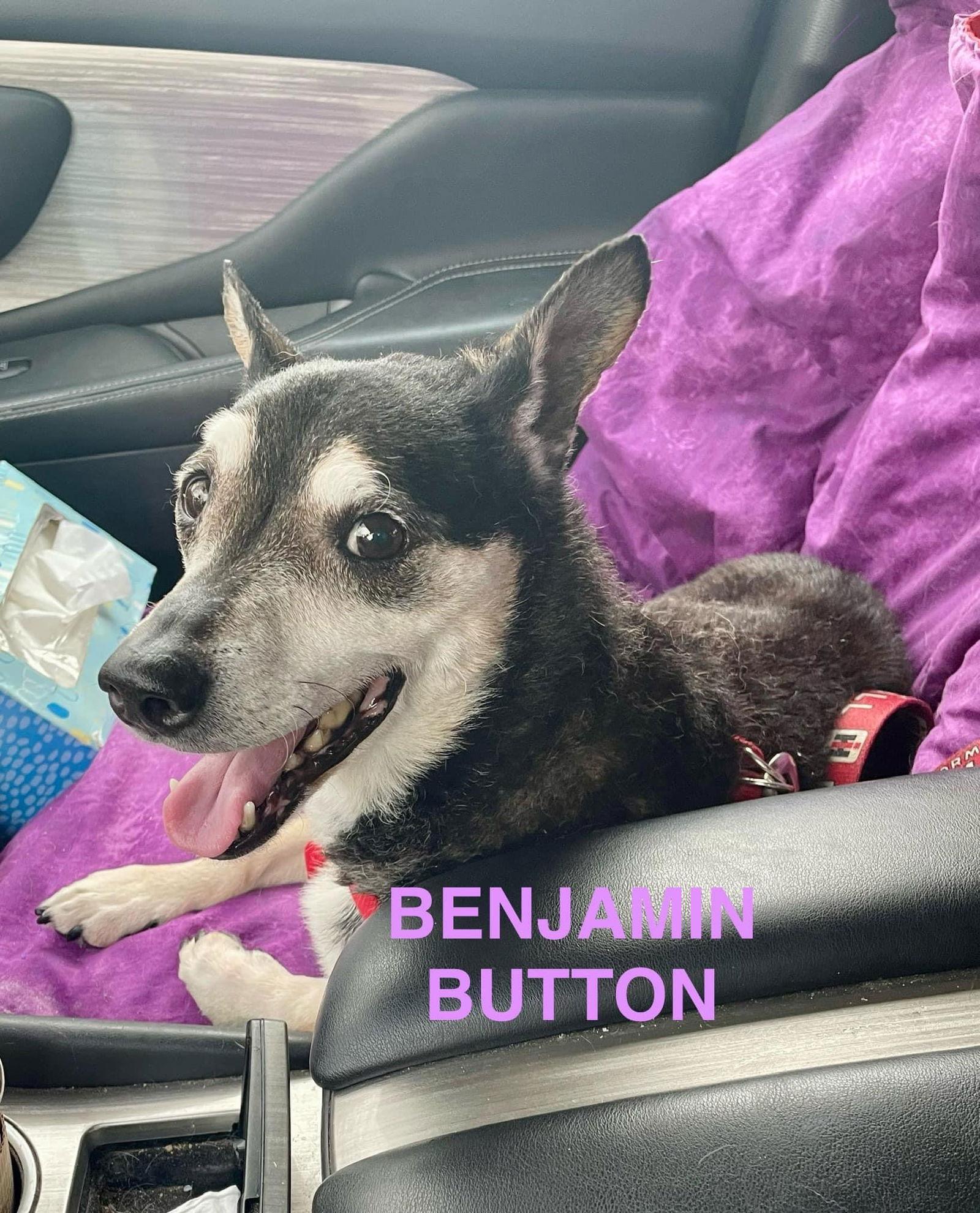 Enlarge Benjamin Button, a Adoptable Terrier in Marine City, MI image 2/3