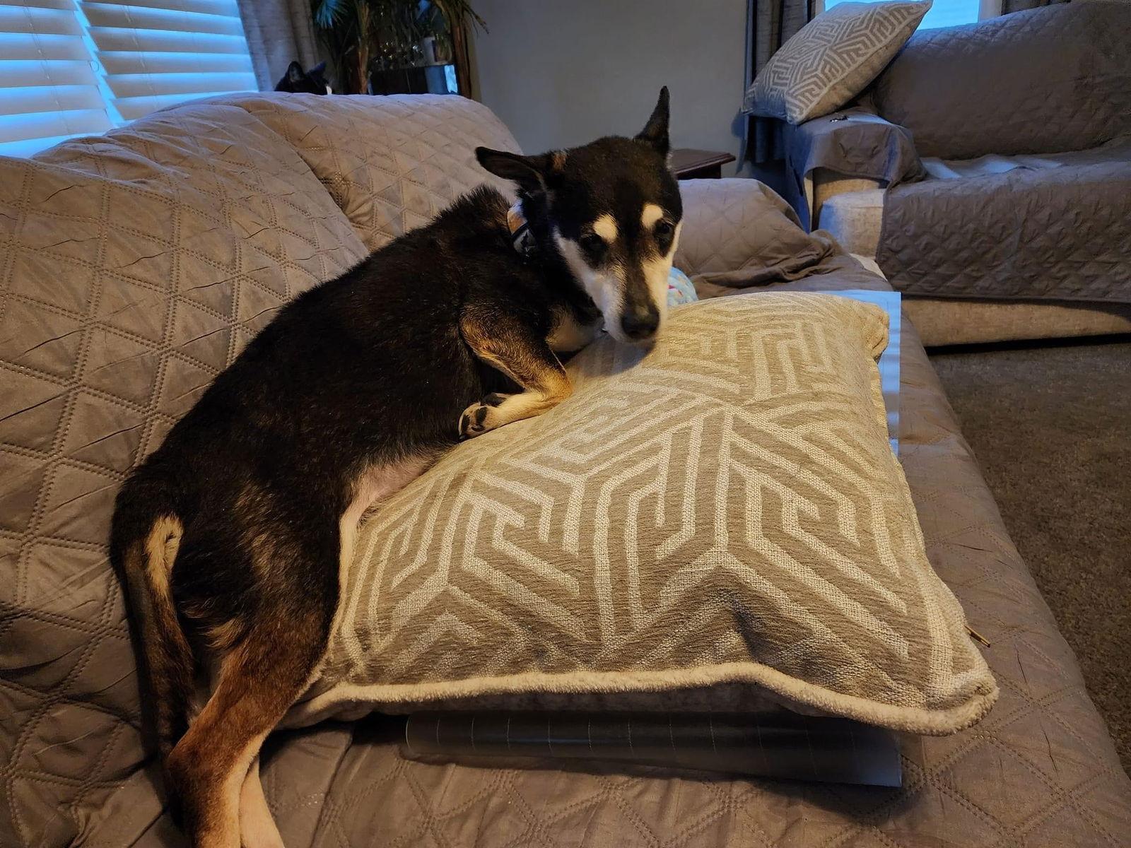 Enlarge Benjamin Button, a Adoptable Terrier in Marine City, MI image 3/3