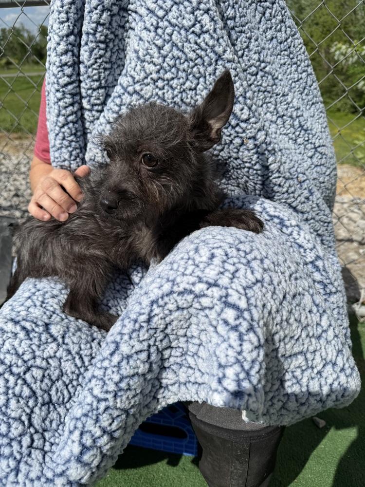 Luke, Adoptable, Puppy Male Chihuahua & Terrier.