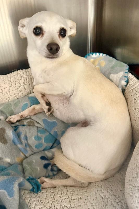Freya, Adoptable, Adult Female Chihuahua.