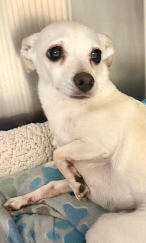 Enlarge Freya, a Adoptable Chihuahua in Maryville, TN image 2/3