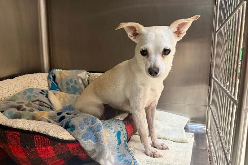 Enlarge Freya, a Adoptable Chihuahua in Maryville, TN image 3/3