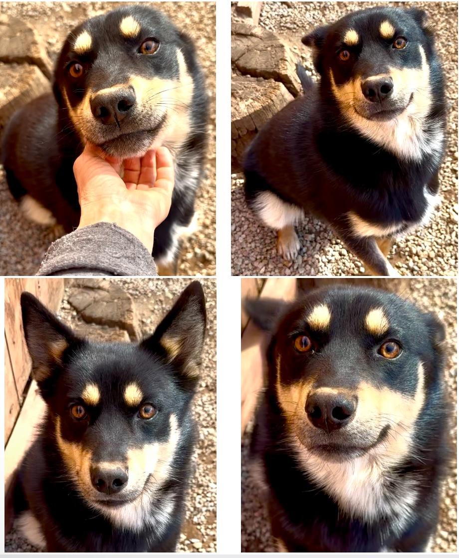 Bunny, Young Male Australian Shepherd