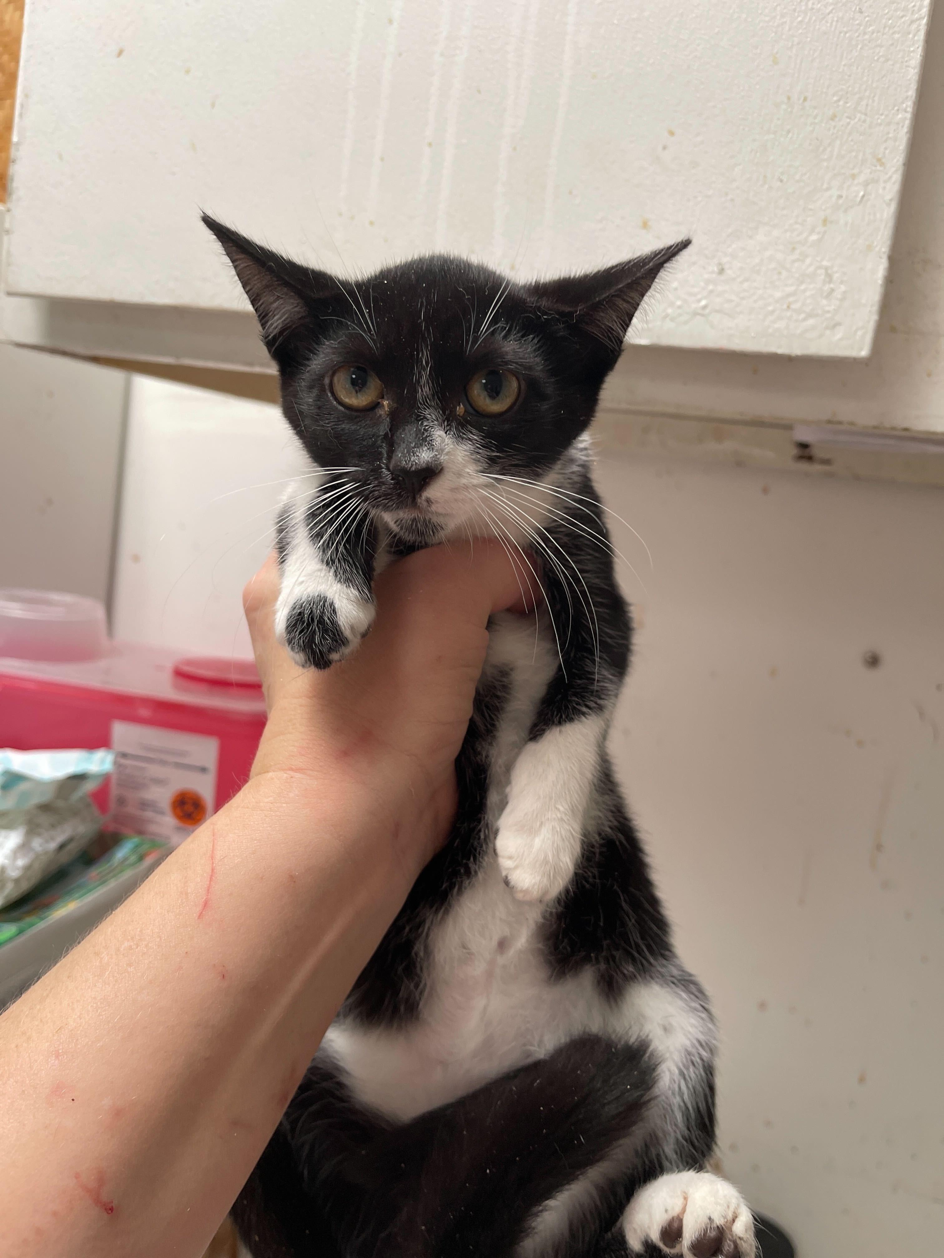 Milan (Hotel 6), Adopted, Adult Female Domestic Short Hair.