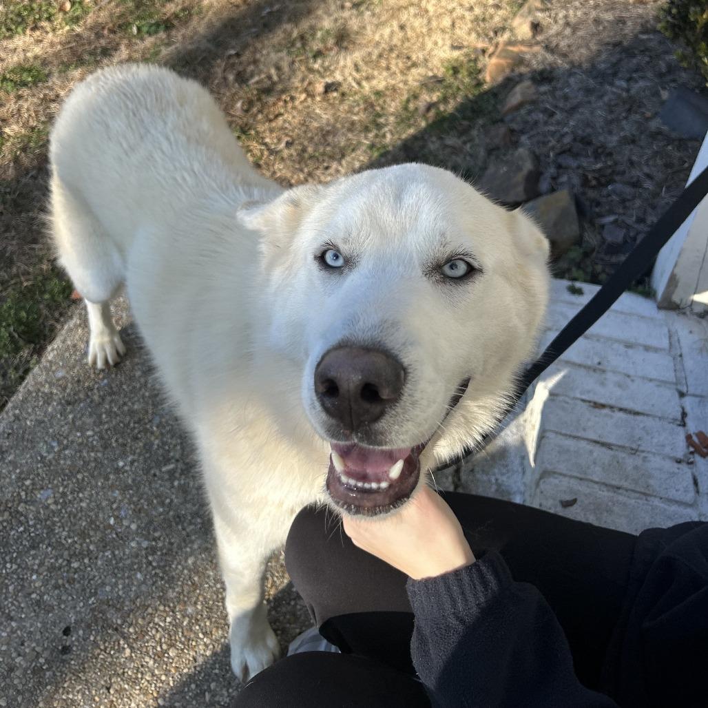 Enlarge Kona, a Adoptable Mixed Breed in Columbiana, AL image 1/5