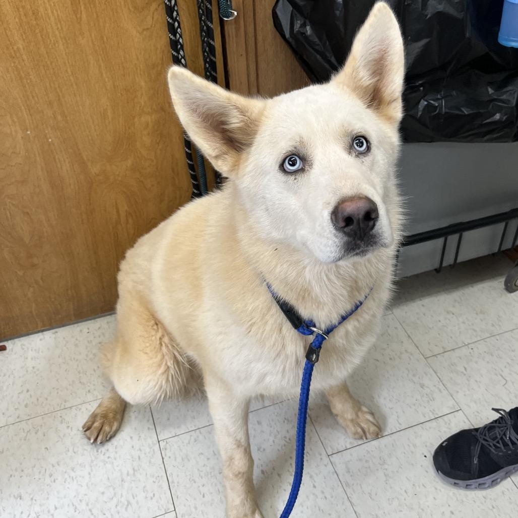 Enlarge Kona, a Adoptable Mixed Breed in Columbiana, AL image 2/5