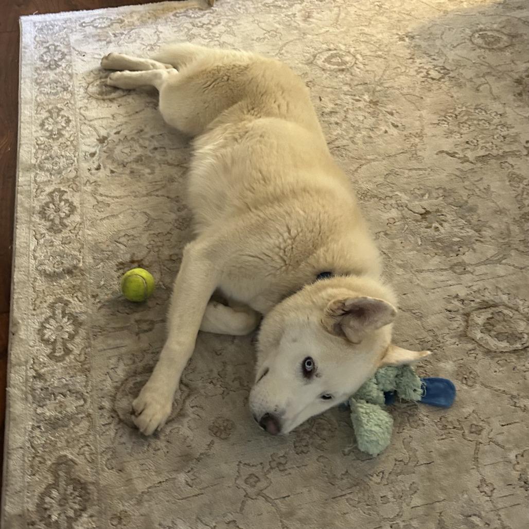 Enlarge Kona, a Adoptable Mixed Breed in Columbiana, AL image 3/5