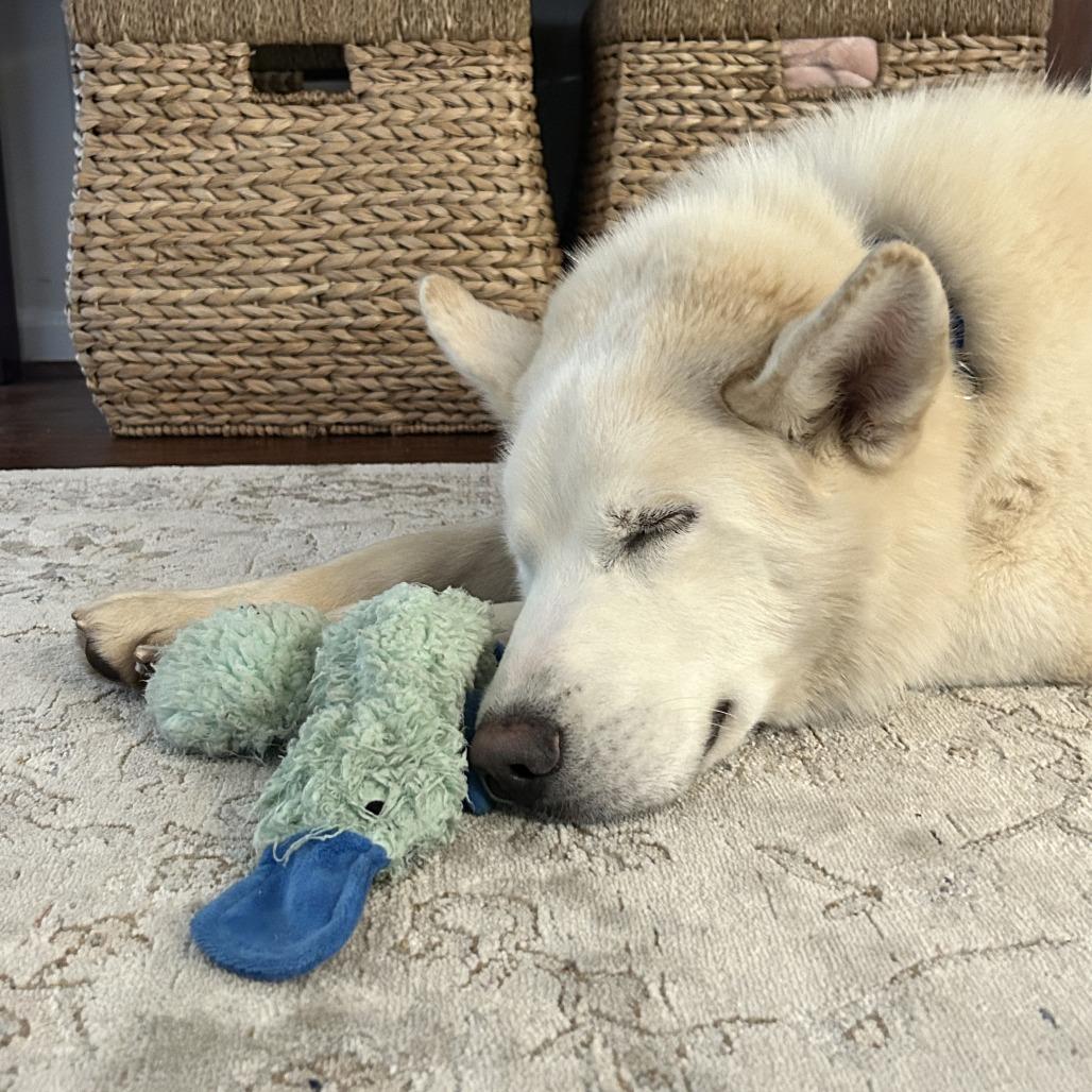 Enlarge Kona, a Adoptable Mixed Breed in Columbiana, AL image 4/5