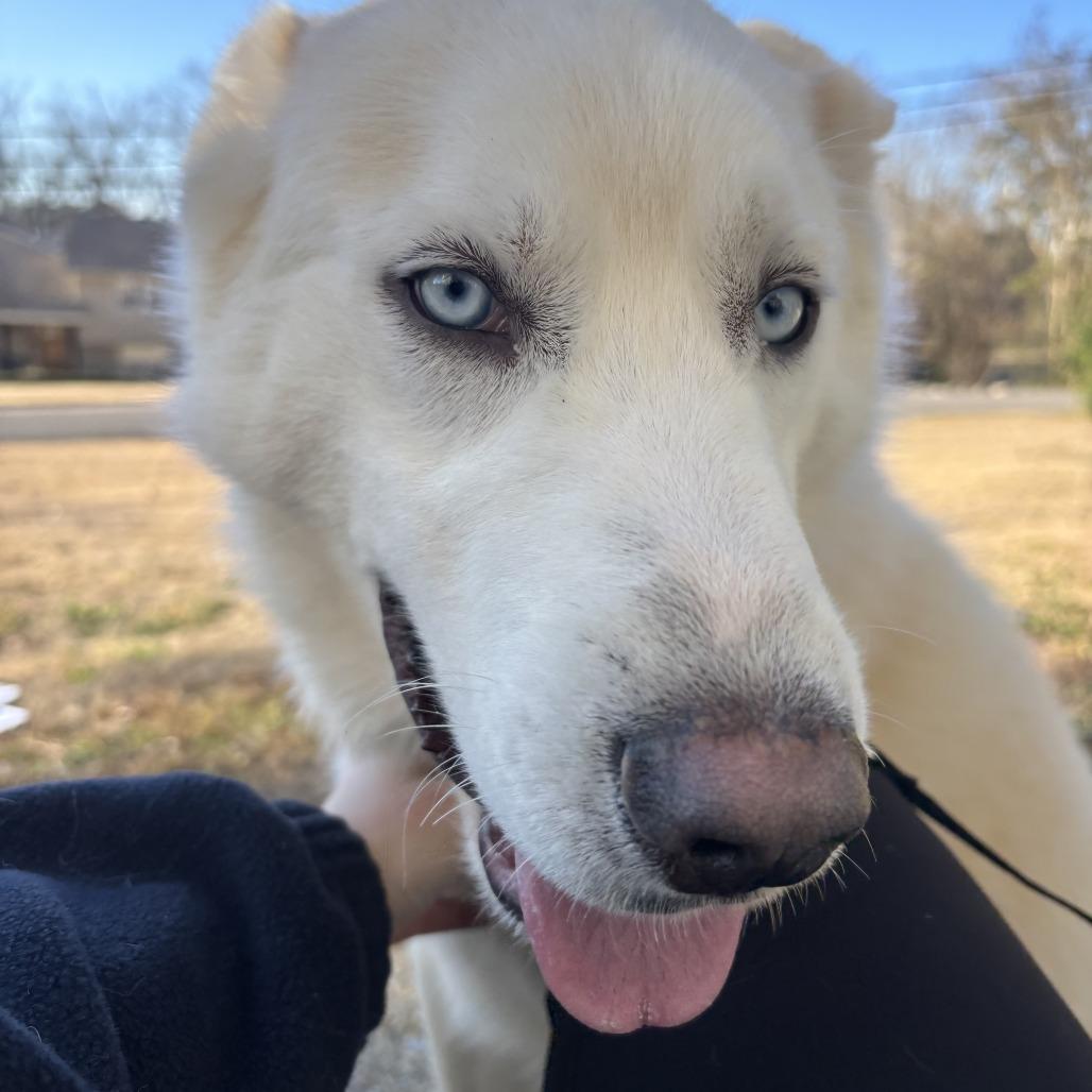 Enlarge Kona, a Adoptable Mixed Breed in Columbiana, AL image 5/5