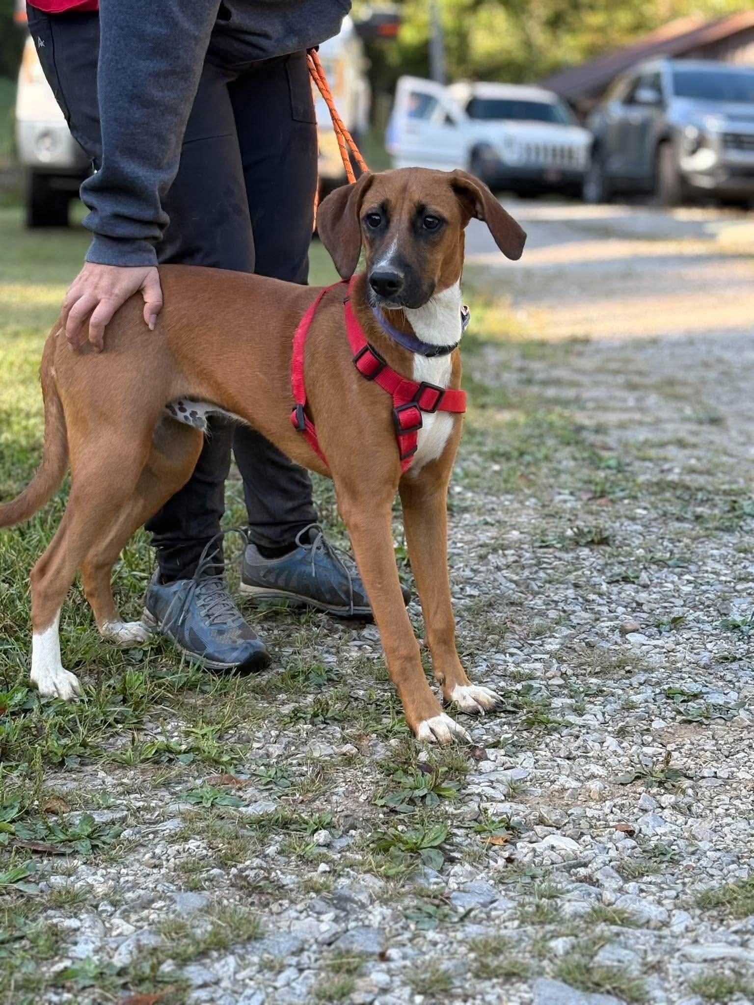 Fred, Adoptable, Young Male Hound.