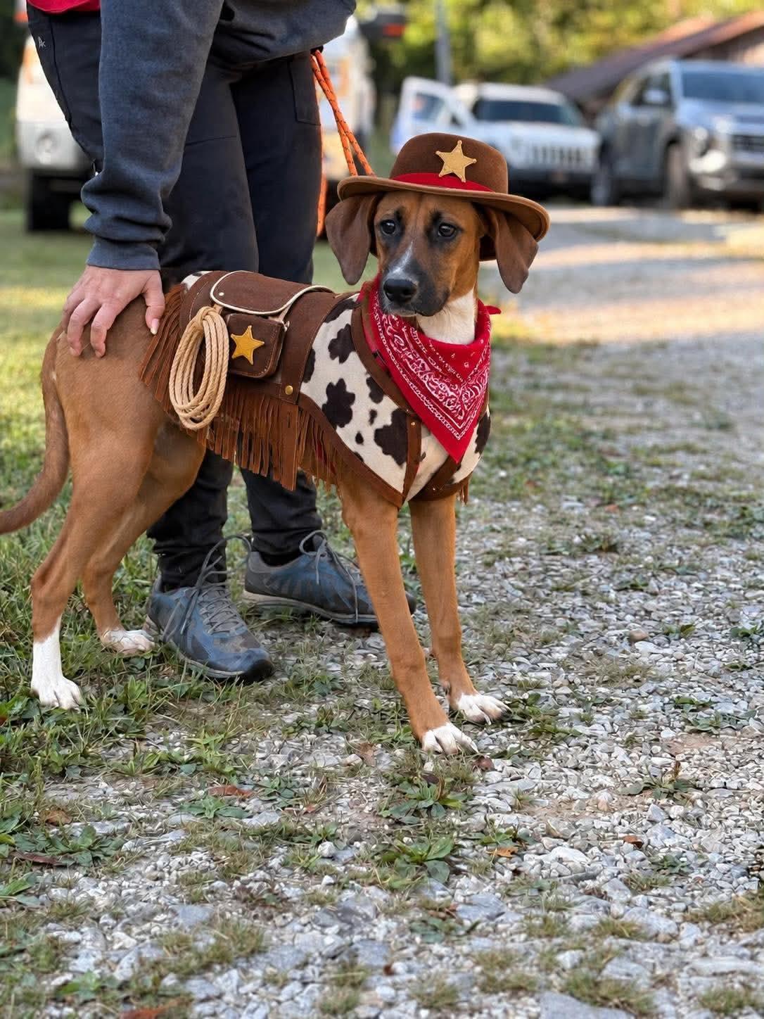 Enlarge Fred, a Adoptable Hound in Westwood, NJ image 2/3