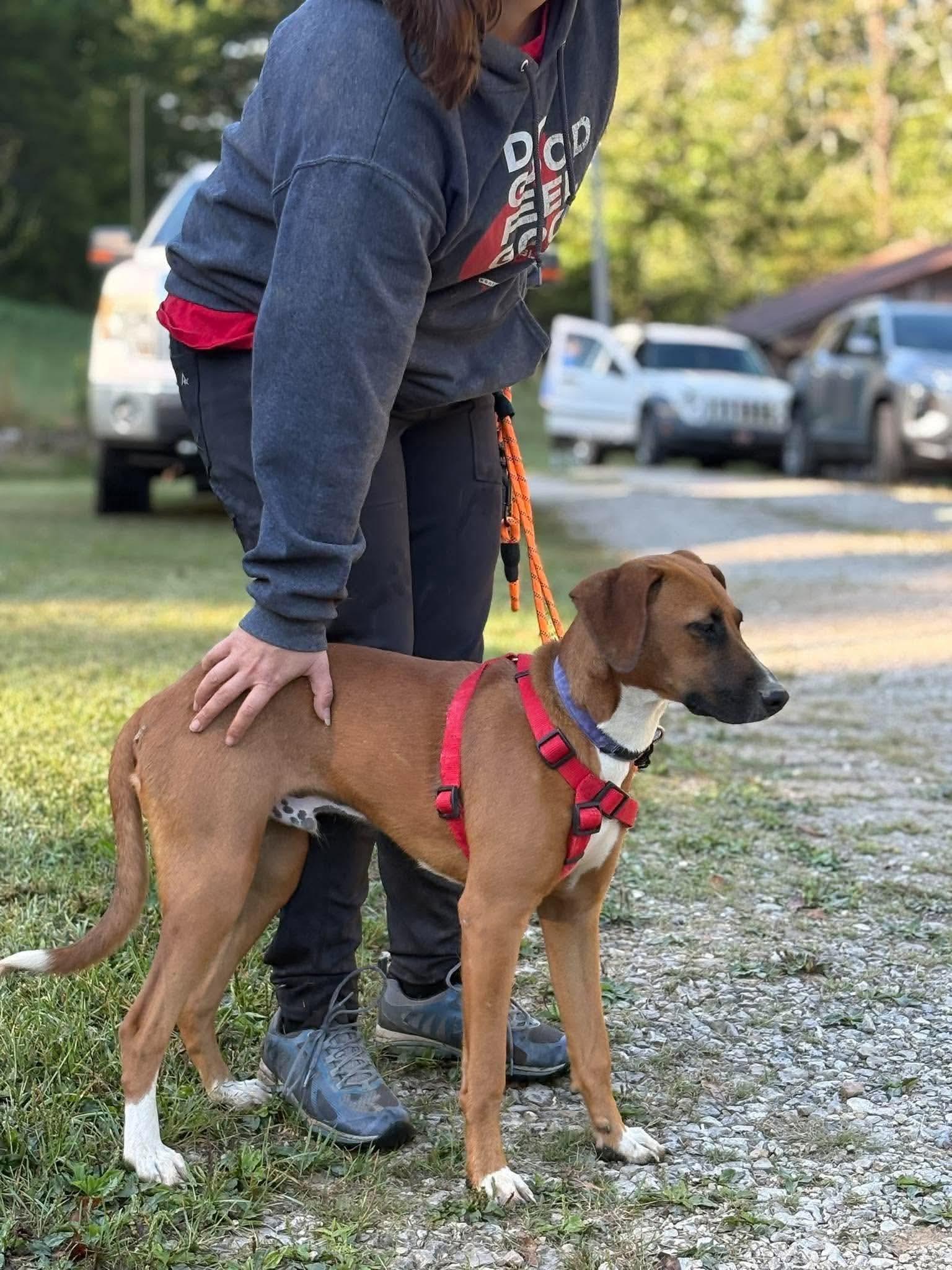 Enlarge Fred, a Adoptable Hound in Westwood, NJ image 3/3