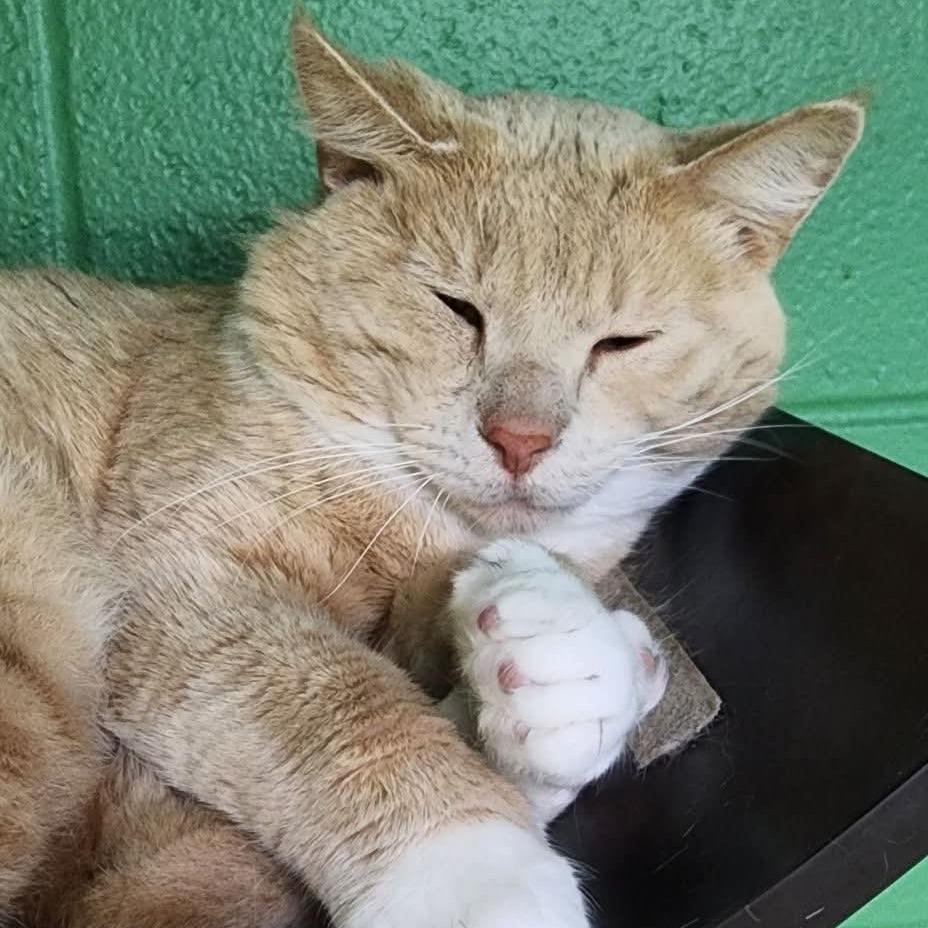Benny, Adoptable, Adult Male Domestic Short Hair.