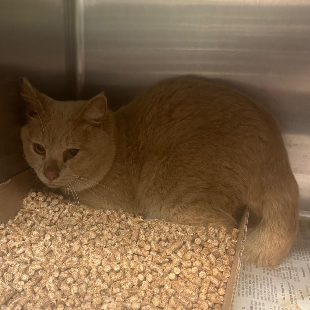 Enlarge Benny, a Adoptable Domestic Short Hair in Shinnston, WV image 1/1