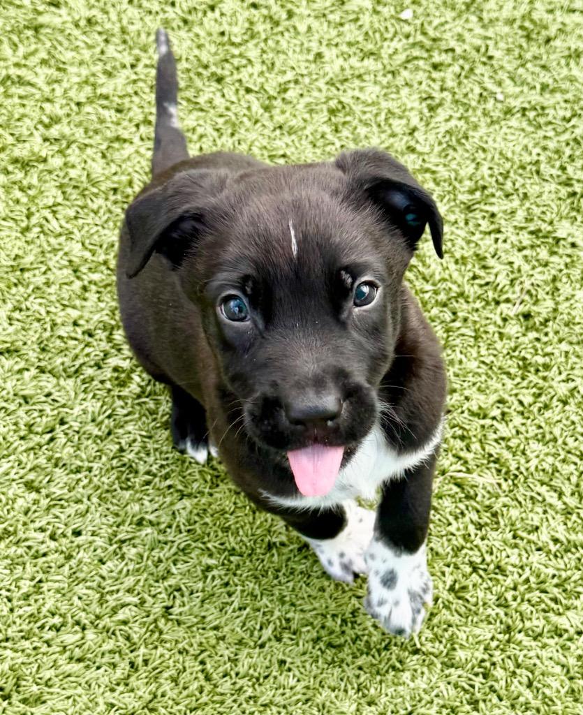 Enlarge Smudge, a Adoptable mixed breed in Cape Coral, FL image 1/2