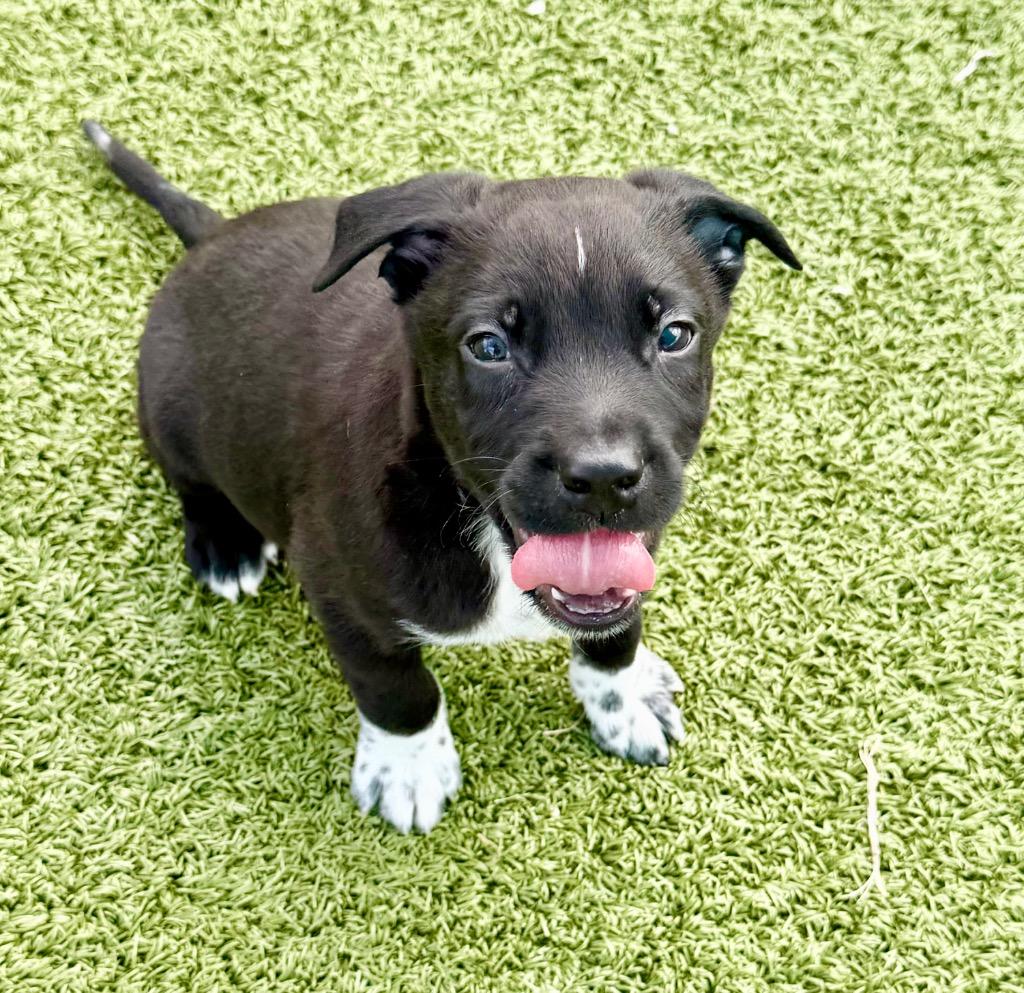 Enlarge Smudge, a Adoptable mixed breed in Cape Coral, FL image 2/2