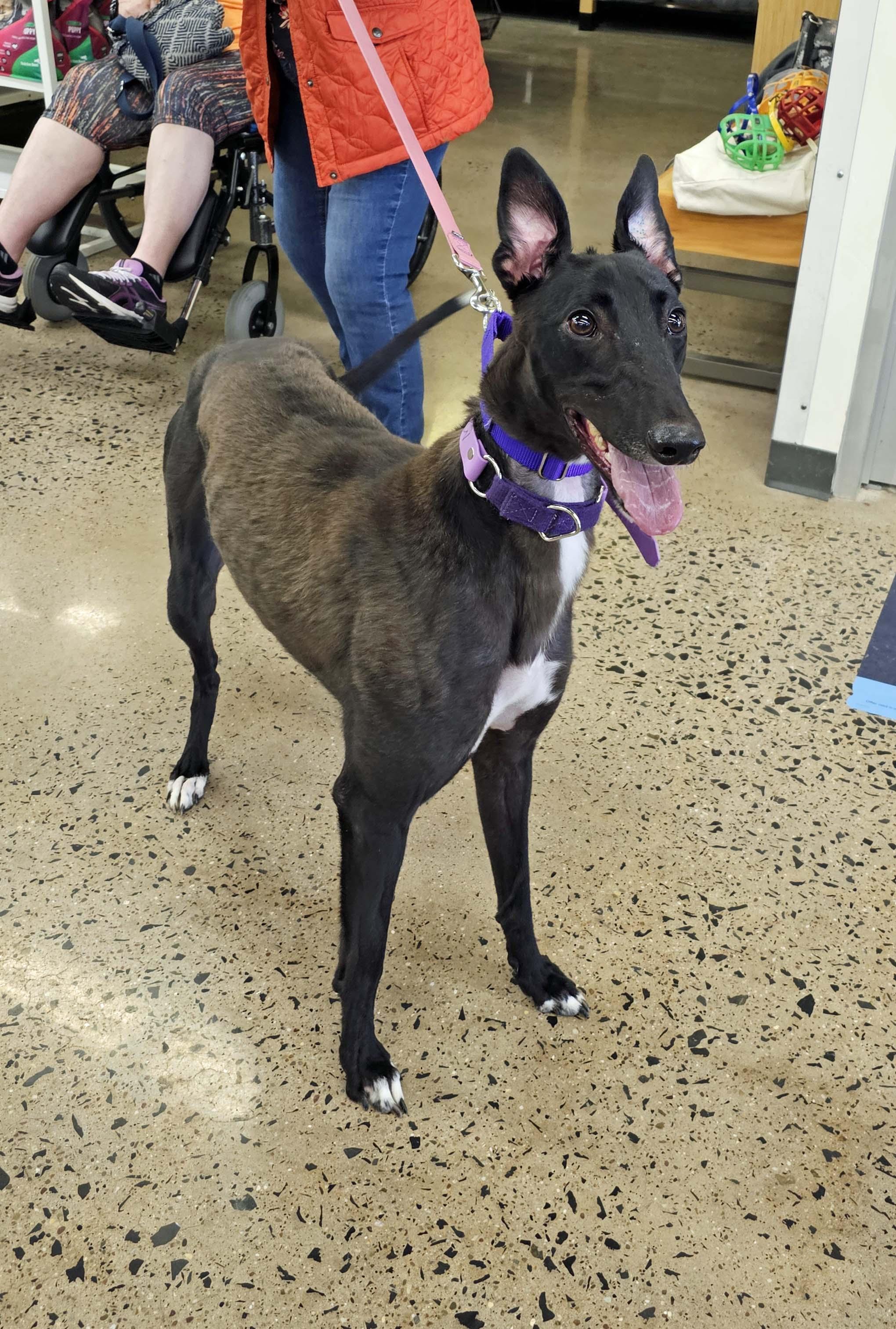 Mauve, ADOPTABLE, Young Female Greyhound.