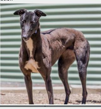 Enlarge Mauve, a ADOPTABLE Greyhound in Allentown, PA image 1/2