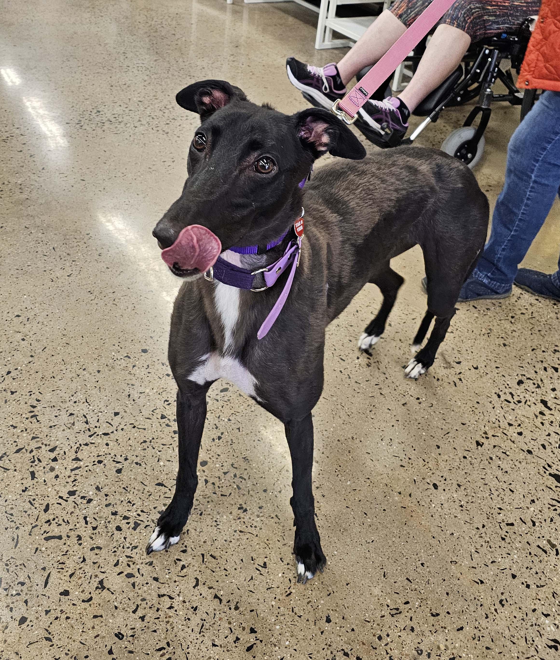 Enlarge Mauve, a ADOPTABLE Greyhound in Allentown, PA image 2/4