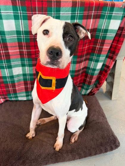 Enlarge Volo, a ADOPTABLE Mixed Breed in DeKalb, IL image 2/3