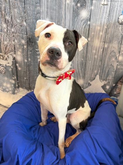 Enlarge Volo, a ADOPTABLE Mixed Breed in DeKalb, IL image 1/3