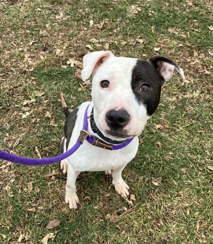 Enlarge Volo, a ADOPTABLE Mixed Breed in DeKalb, IL image 3/3