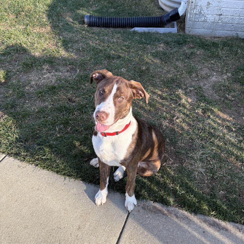 Enlarge Diesel, a Adoptable mixed breed in Waldorf, MD image 1/1