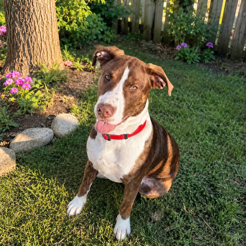 Enlarge Diesel, a Adoptable mixed breed in Waldorf, MD image 2/2