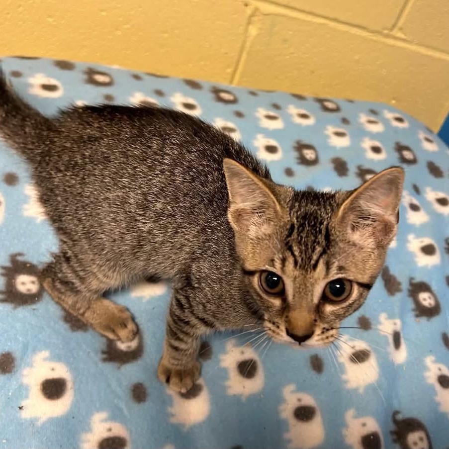 Debbie, Adoptable, Kitten Female Domestic Short Hair.