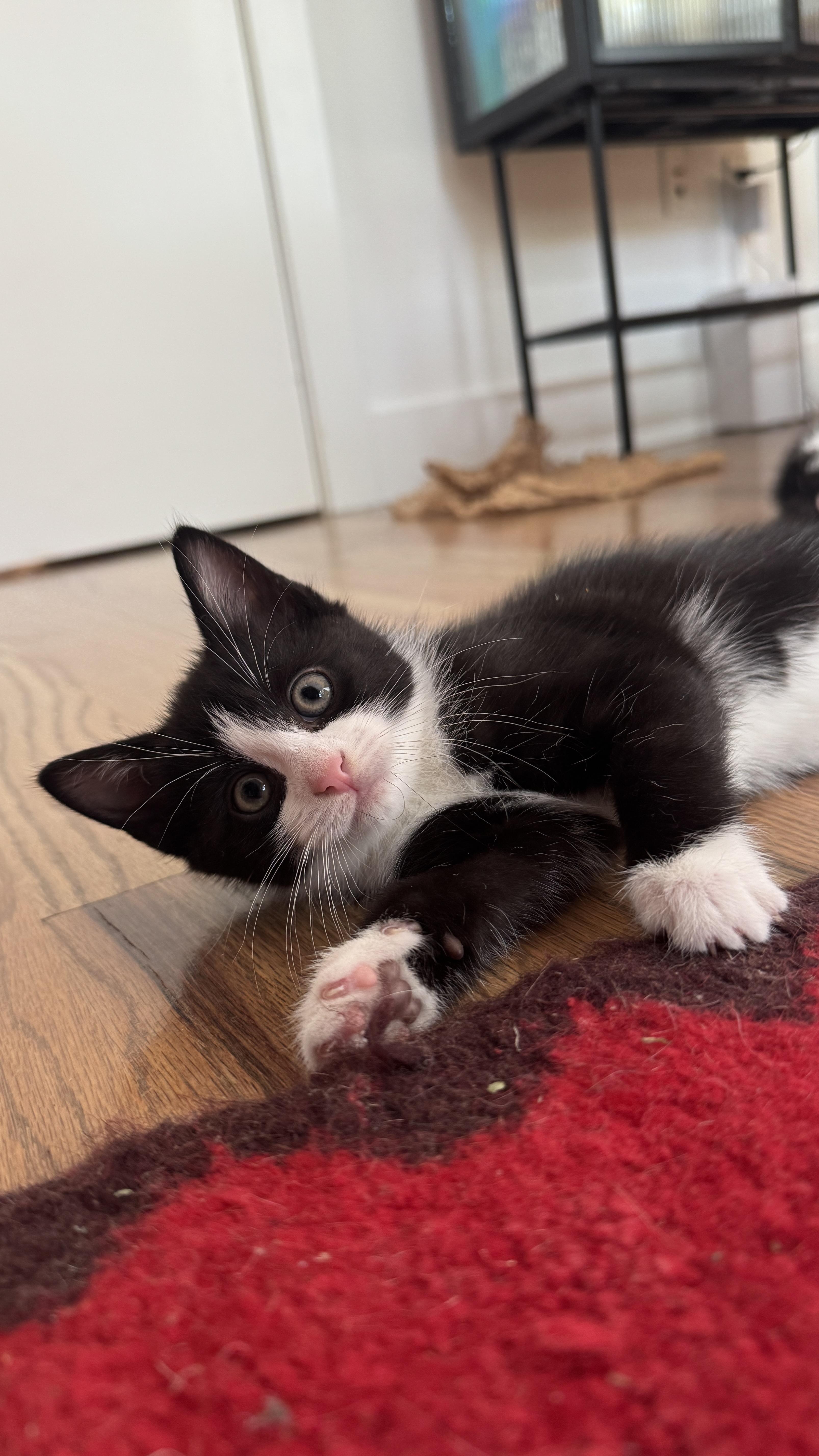 Carbon, Adoptable, Kitten Female Domestic Short Hair.