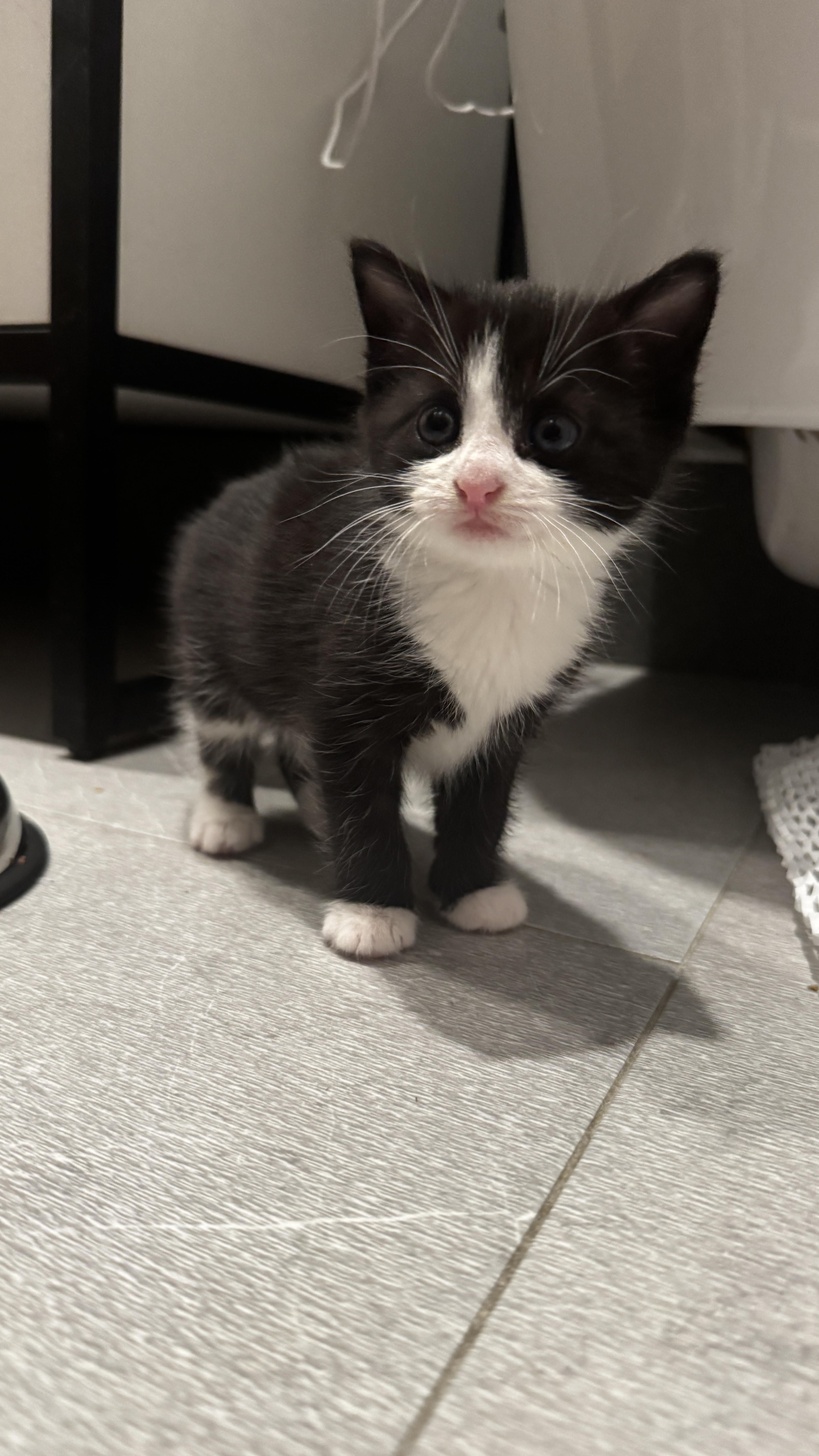 Enlarge Carbon, a Adoptable Domestic Short Hair in Brooklyn, NY image 3/5
