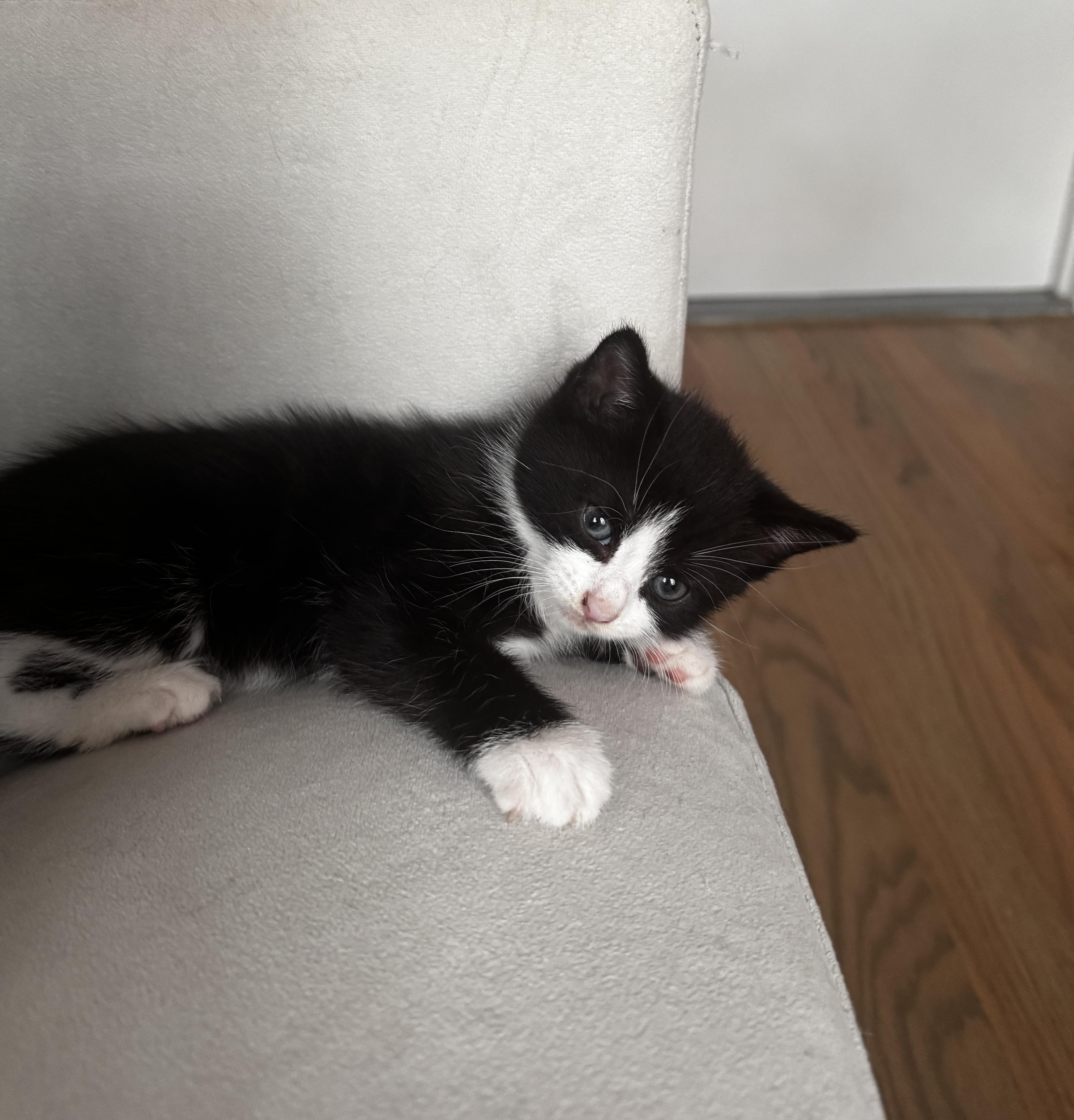 Enlarge Carbon, a Adoptable Domestic Short Hair in Brooklyn, NY image 2/5