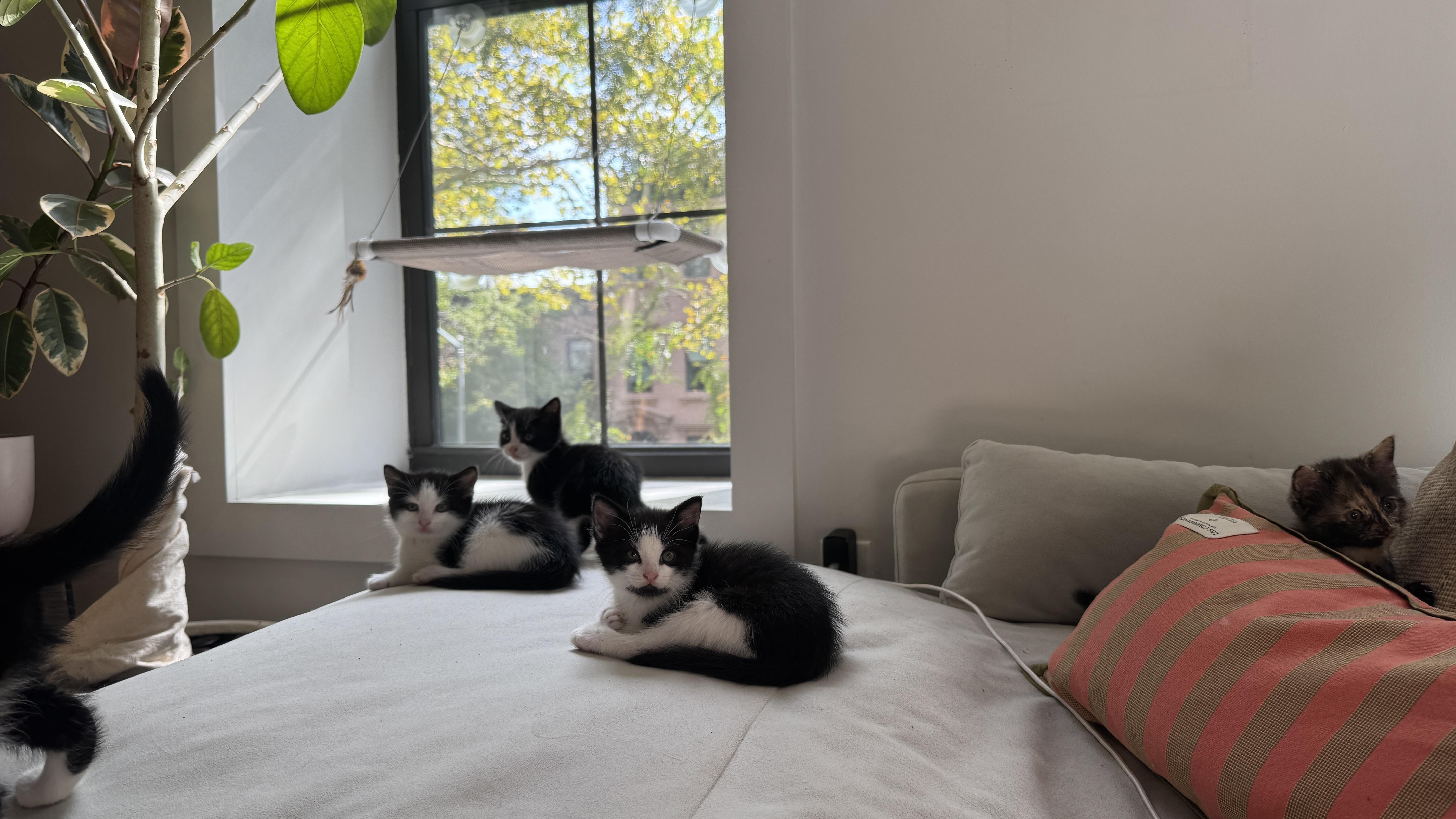 Enlarge Carbon, a Adoptable Domestic Short Hair in Brooklyn, NY image 4/5