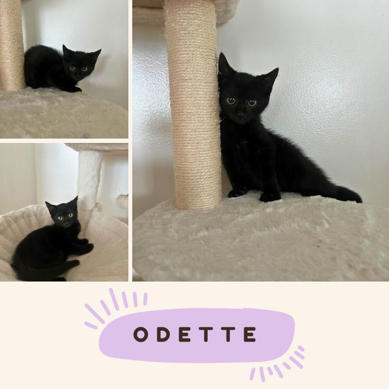 Odette