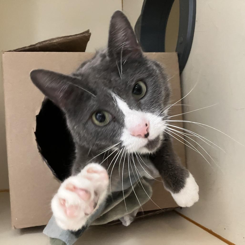 Enlarge Lucy Lou, a Adoptable Domestic Short Hair in Idaho Falls, ID image 1/4