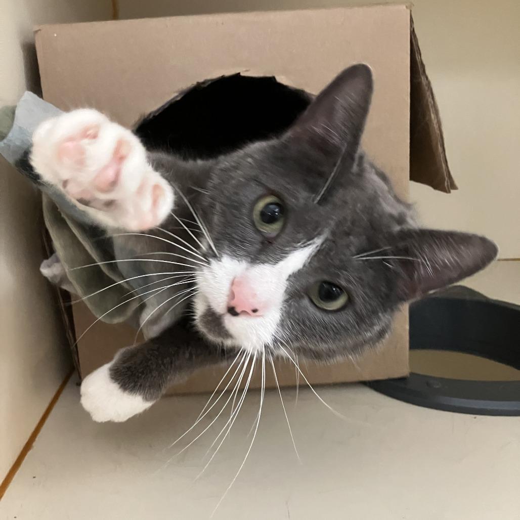 Lucy Lou, Adoptable, Adult Female Domestic Short Hair.