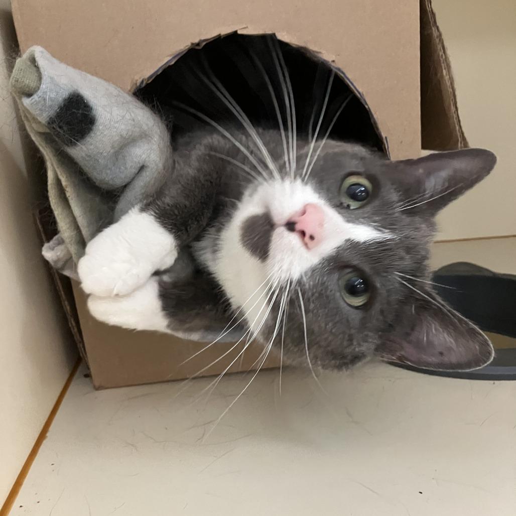 Enlarge Lucy Lou, a Adoptable Domestic Short Hair in Idaho Falls, ID image 2/6