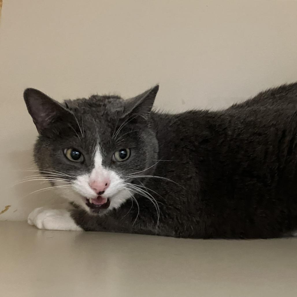 Lucy Lou, Adoptable, Adult Female Domestic Short Hair.