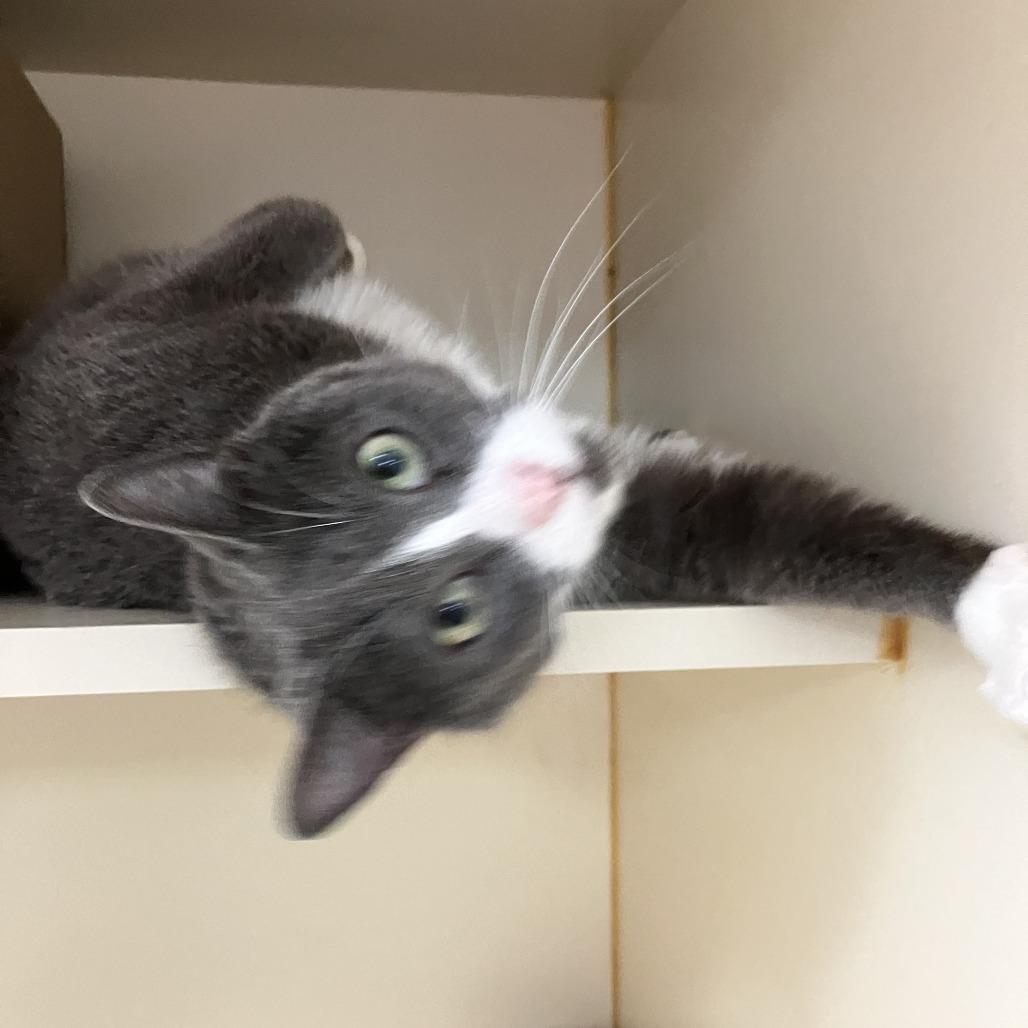 Enlarge Lucy Lou, a Adoptable Domestic Short Hair in Idaho Falls, ID image 2/5