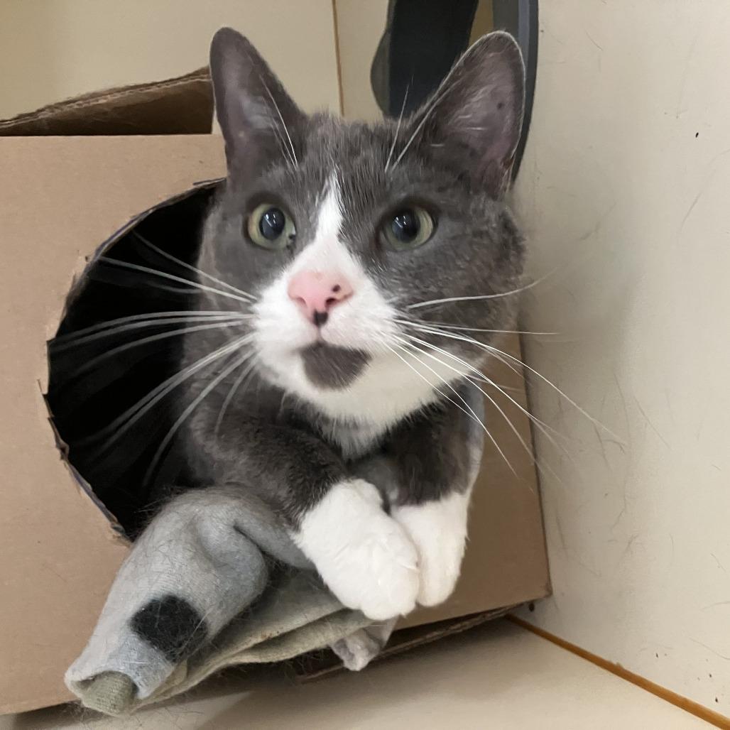Enlarge Lucy Lou, a Adoptable Domestic Short Hair in Idaho Falls, ID image 2/4
