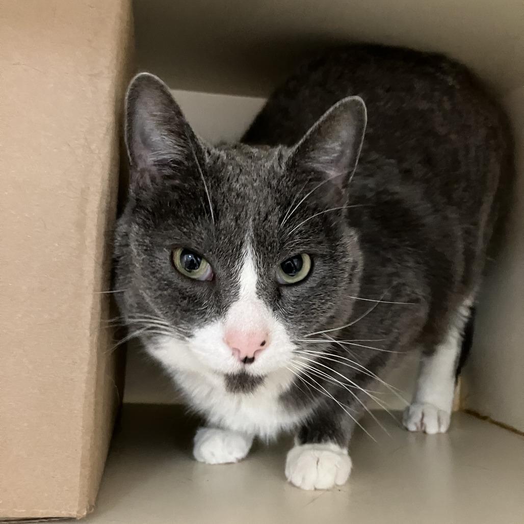 Enlarge Lucy Lou, a Adoptable Domestic Short Hair in Idaho Falls, ID image 3/5