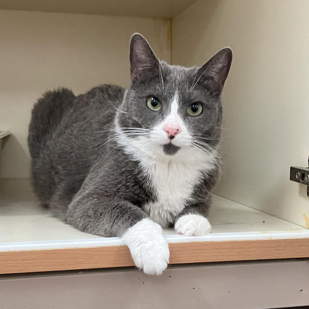 Enlarge Lucy Lou, a Adoptable Domestic Short Hair in Idaho Falls, ID image 5/6